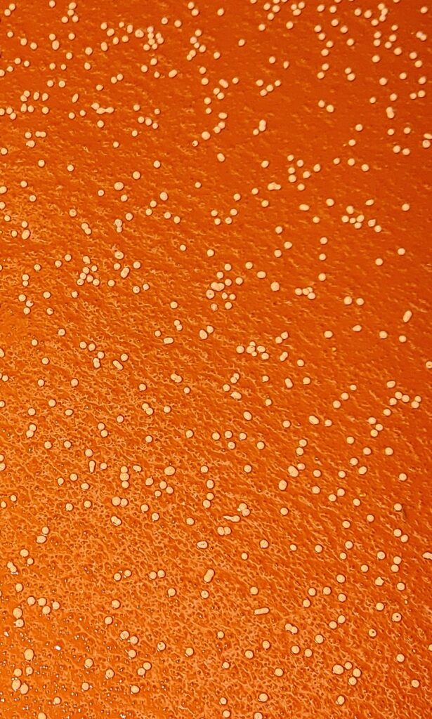 Orange Thermoplastic with Retroreflective Optics Orange Thermoplastic with Retroreflective Optics